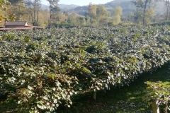 11IMG-20181026-WA0010