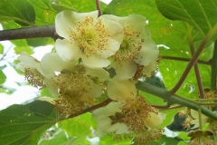 AGRICULTURA ECOLOGICA