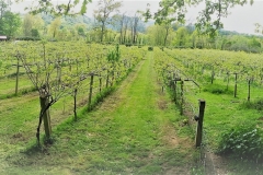 KIWIS ECOLÓGICOS DEL VALLE DEL RÍO PILOÑA